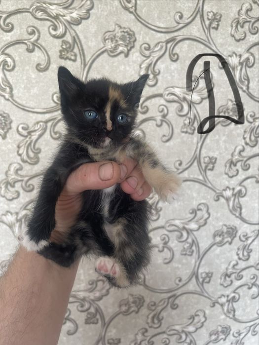 Бесплатно котята