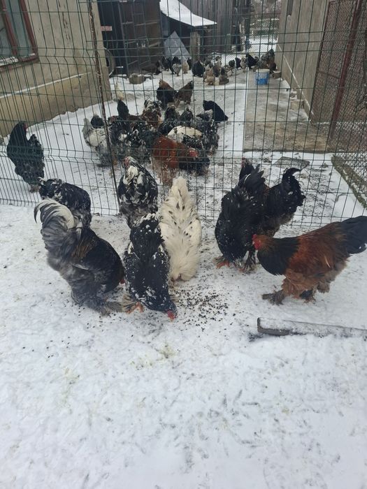 Vând cocoși și gaini brahma vaccinați și deparazitați