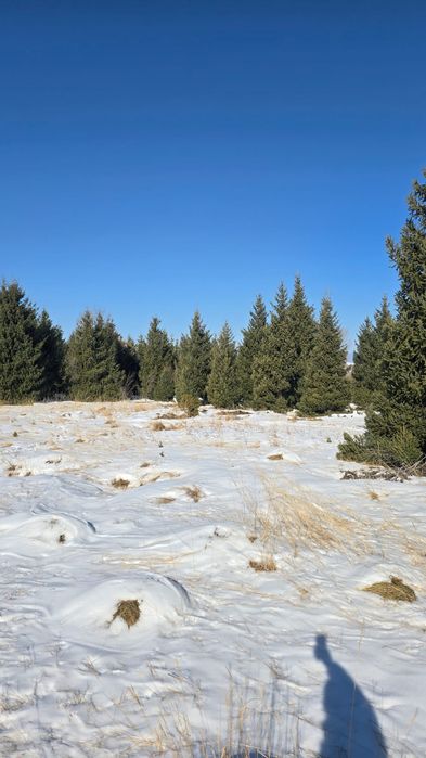 Ёлки таньшаньские 12м