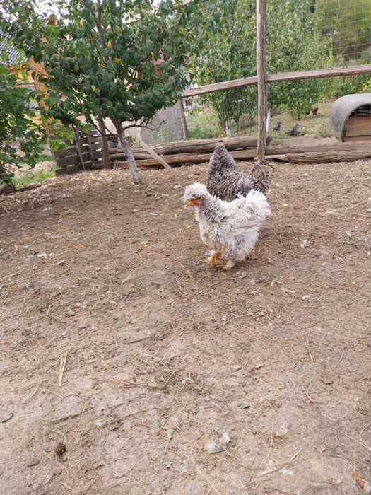 Gaini motate oua pentru incubat