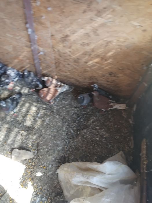 Vând porumbei voiajori sau schimb pe găini