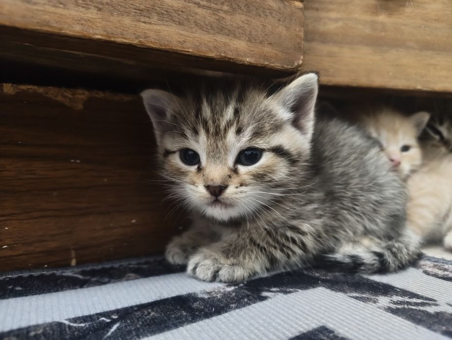 Отдам котят в руки