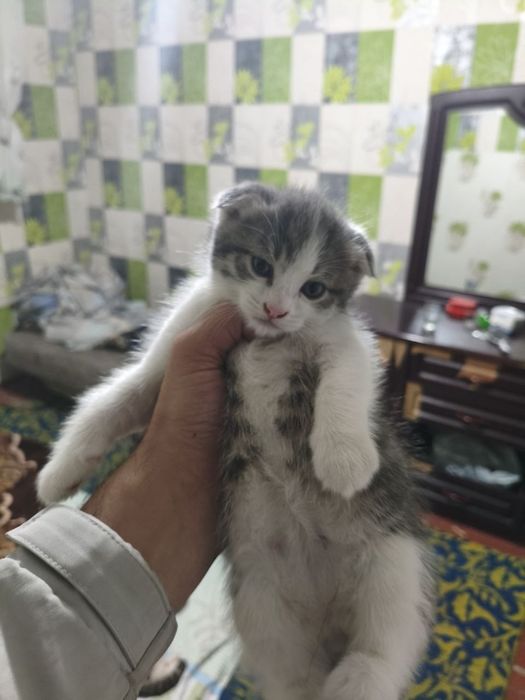 Shotland mushukchasi (bukilgan quloq) sotiladi.