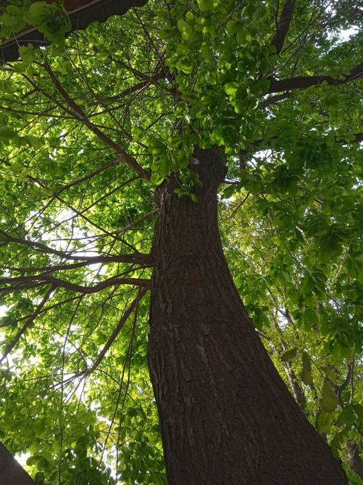 Саженцы Дуб дерево высотой до 2-метров