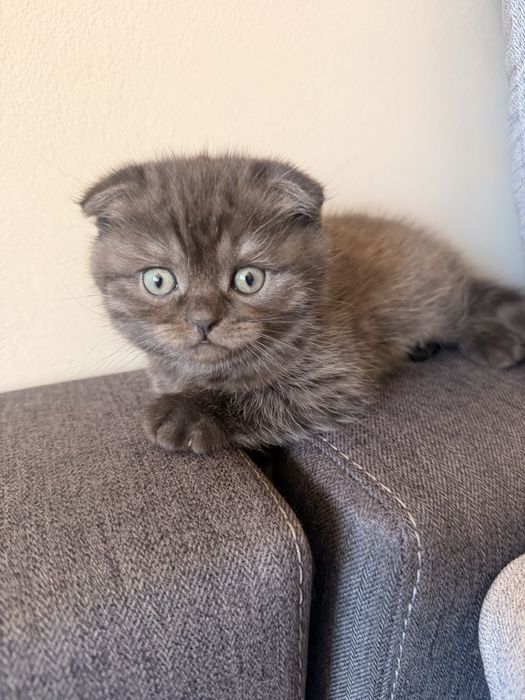 Шотландски клепоухи котета