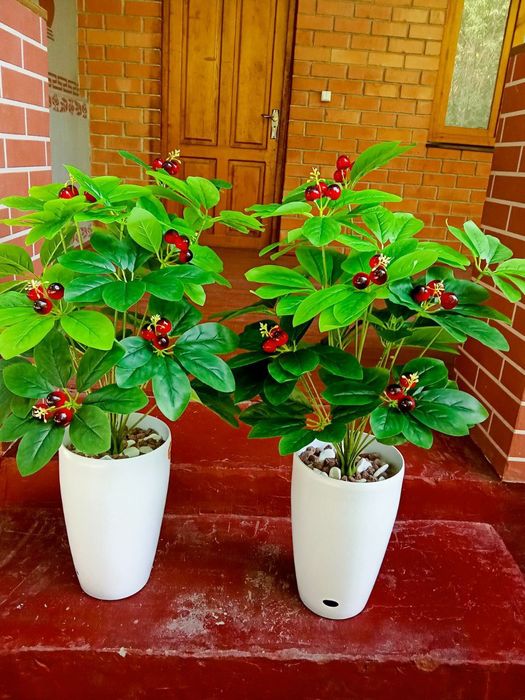 Суний гуллар арзони