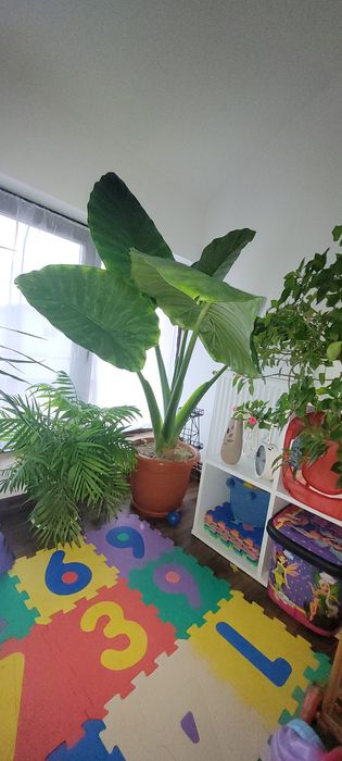 Floare / Planta Alocasia Macrorrhiza (Ureche de elefant)