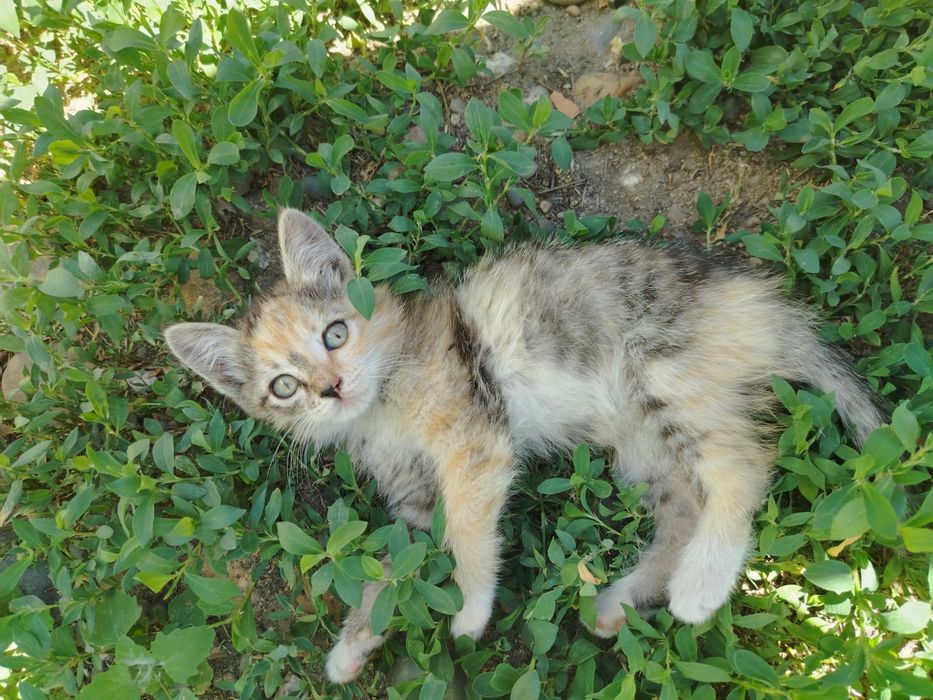 Отдаем котят в добрые руки
