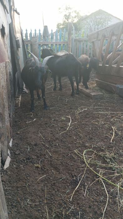 Продам коз вместе с козлятами