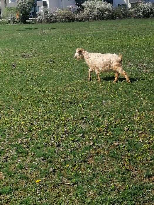 Vând o capră cu iada și berbece