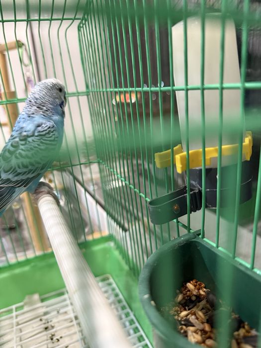 Продам попугай клетка игрушка все вместе