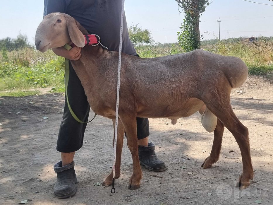 Arashan zoti, sifatli, baquvvat, sog'lom, qo'chqorlar sotiladi