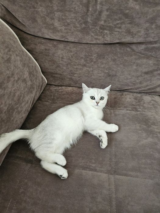 Продам британского котёнка