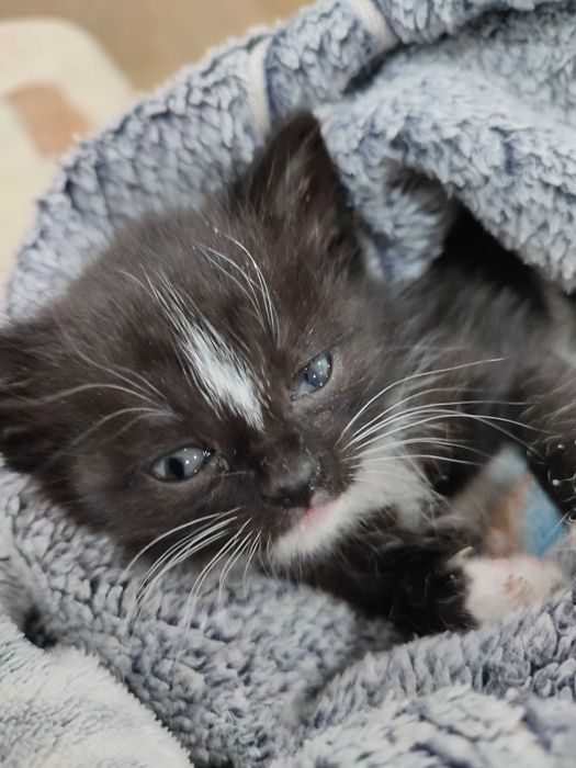 Ищет семью кошечка