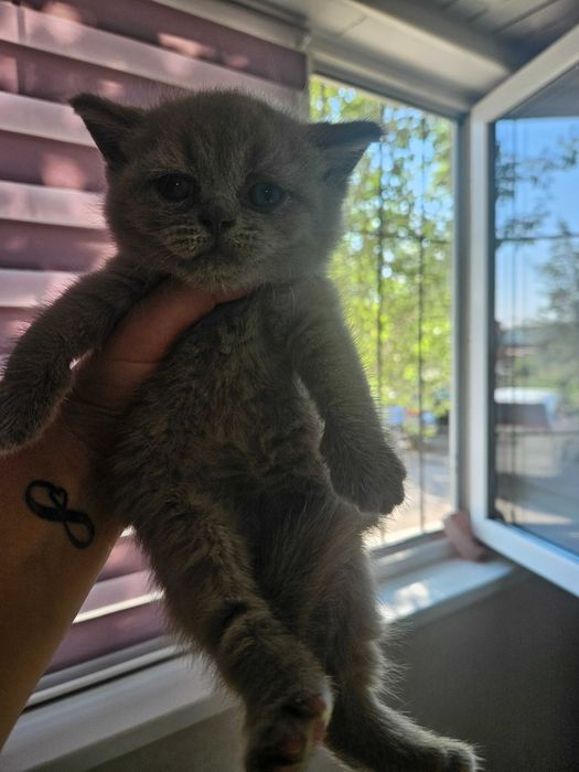 Британские котята