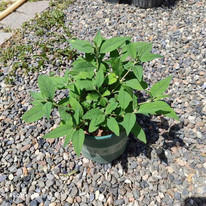 Буддлея. Кустарник длительного цветения.