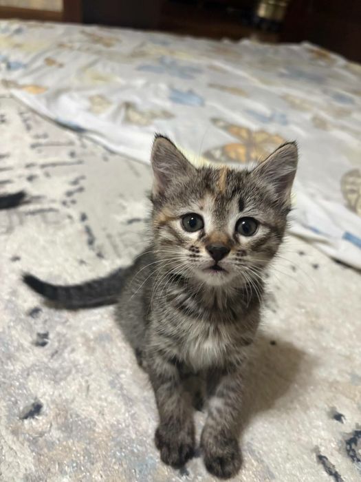 Котята ласковые отдадим в хорошие руки