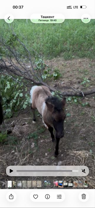 Poni ot bolasi sotiladi sog’lom