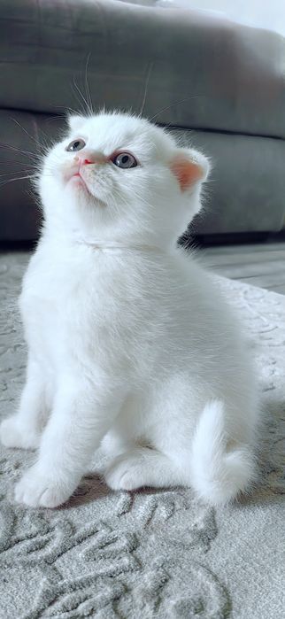 Шотландско клепоухо момченце
