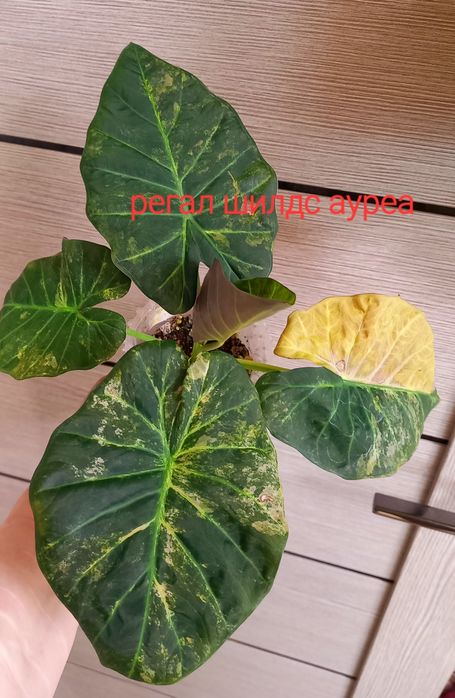 Вариегатные алоказии