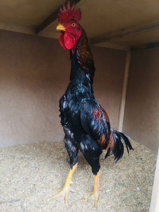 Dakan shalpang xo’roz sotiladi