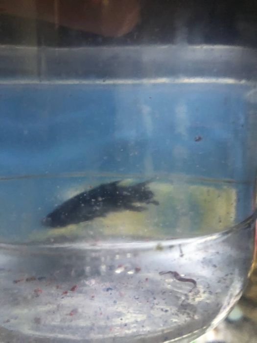 Pitishok baliq sotiladi xamasi 200000