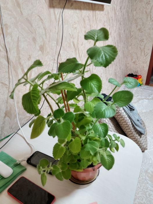 Комнатные домашние цветы