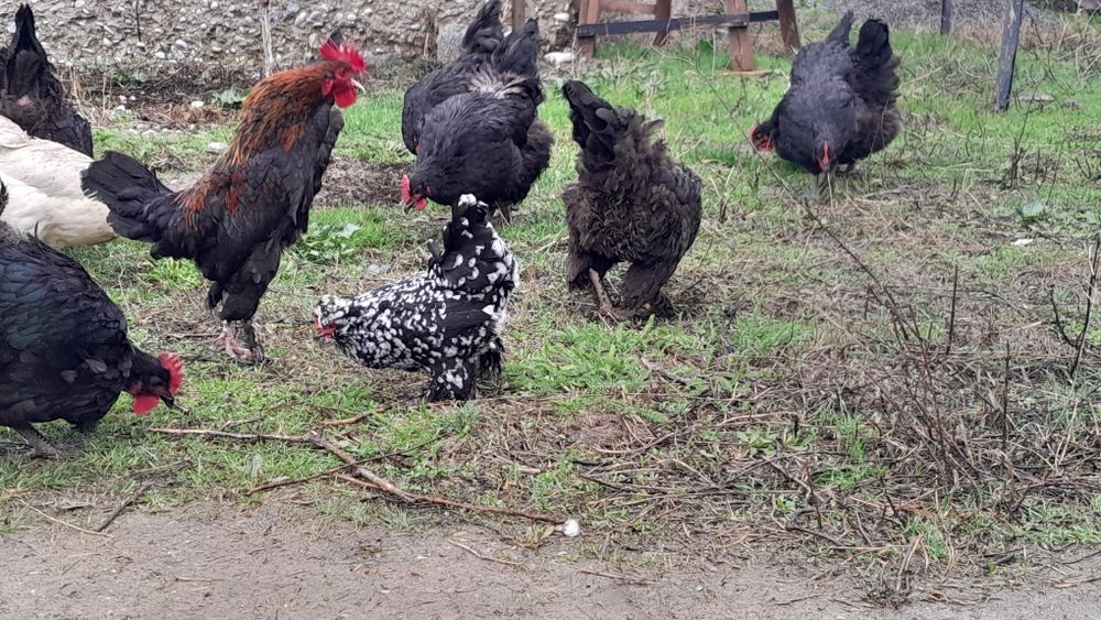 Продаються куры пародистые