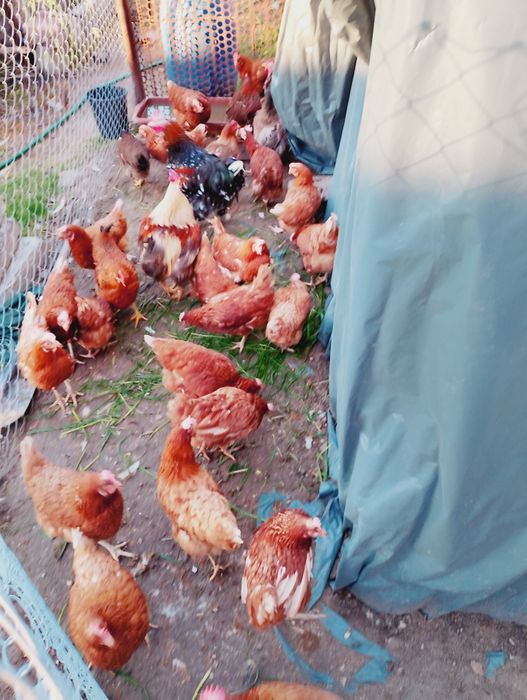 Кокошки носачки на 1година