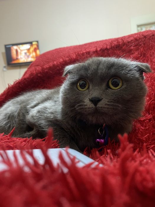 Britanskiy mushuk erkak