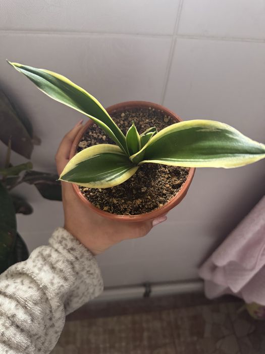 Sansiveriya guli sotiladi