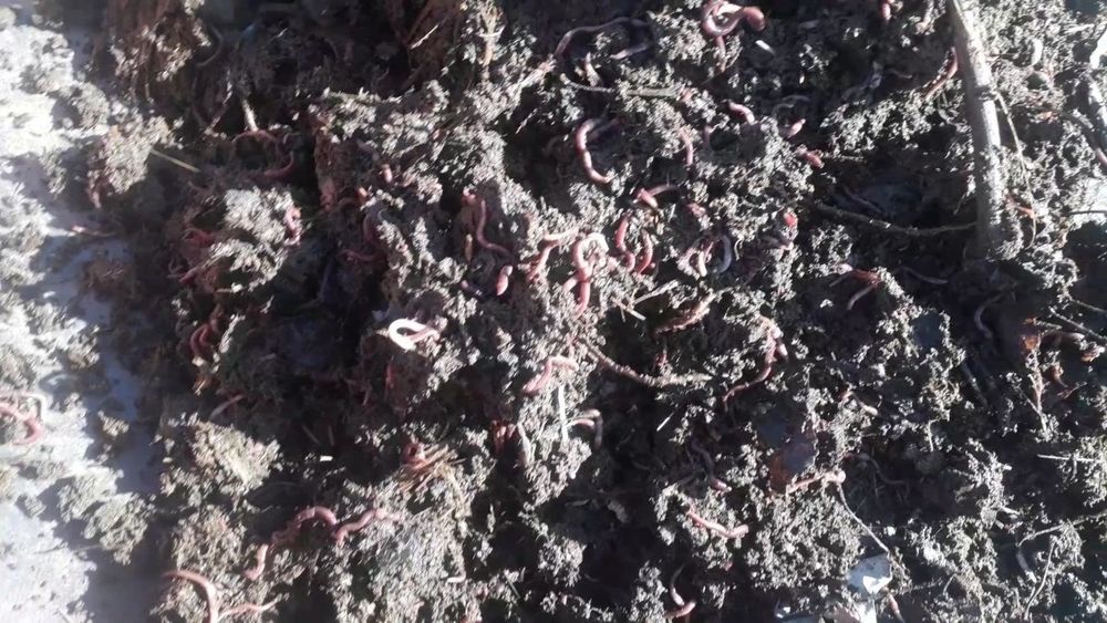 Kaliforniya chuvalchangi Biyagomes