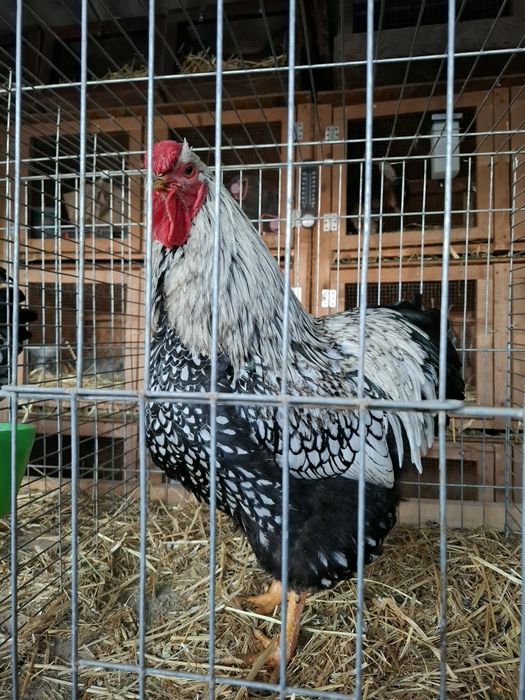 Cocosi de rasa wyandotte  argintiu