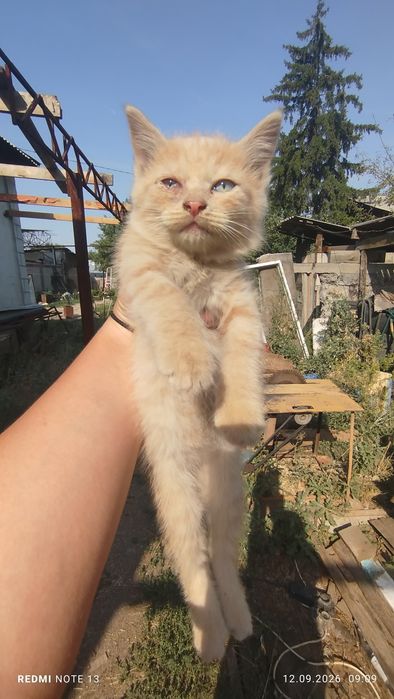 Котята бесплатно