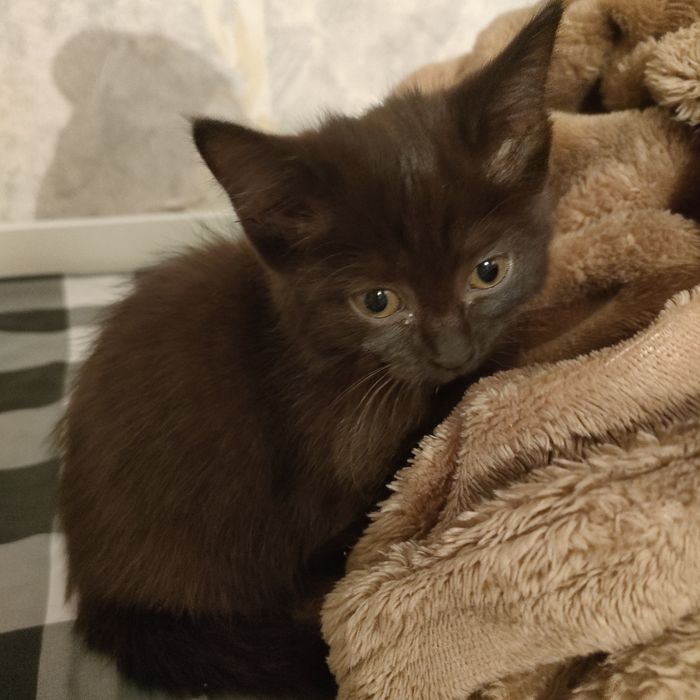 Котенок, девочка