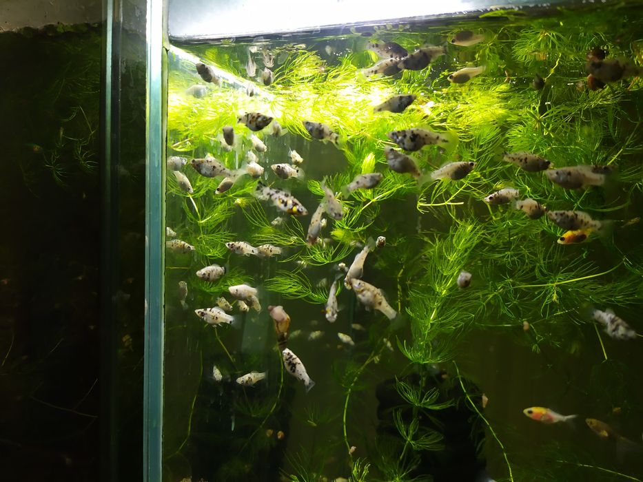 Продам Рыбок Аквариумных