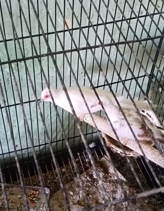 Turturele diamant si răzătoare