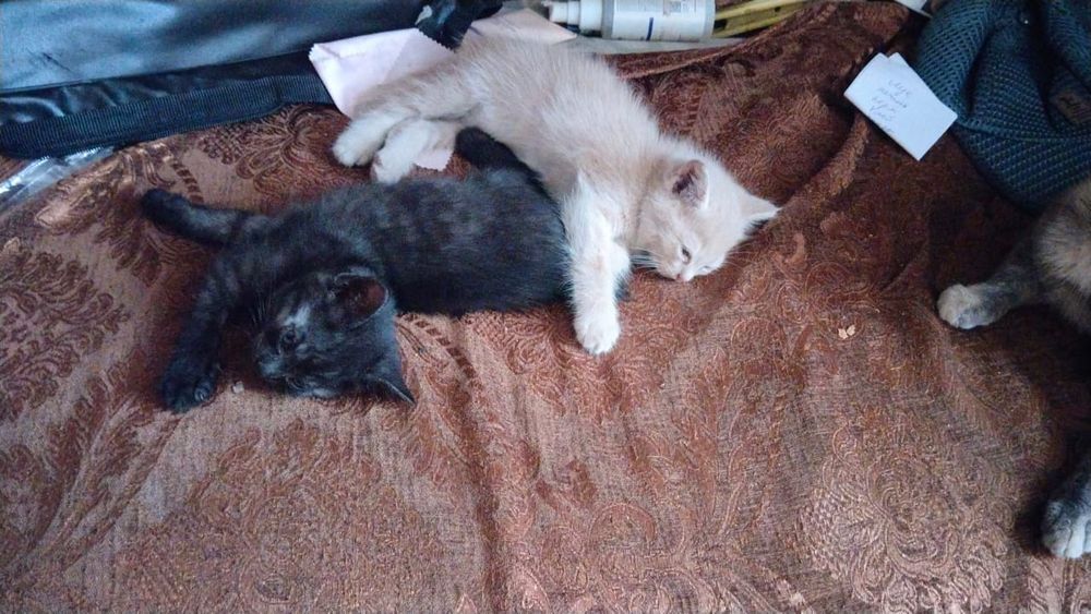 Отдам котят бесплатно