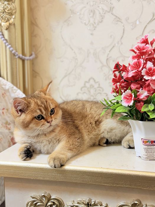 Britanski zolotisti shinshilla sotiladi