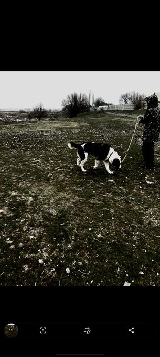 Таза қанды алабаи сатылады