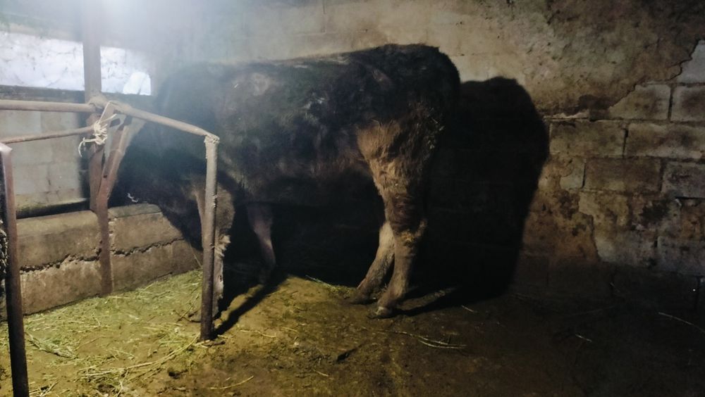 Карова Алатауский порода