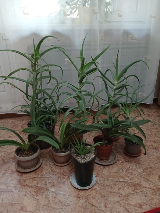 Продам домашние цветы.