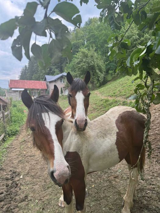 Mânz tărcat echitatie