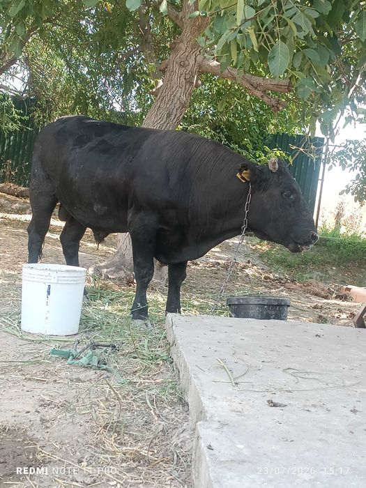 Buqalar sotiladi 4xil
