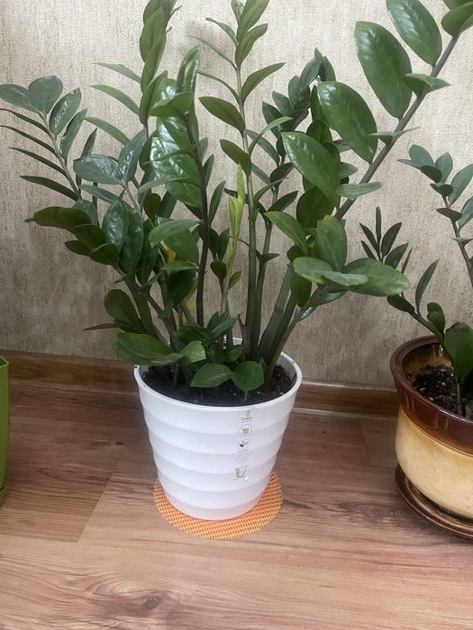 Комнатные цветы для души