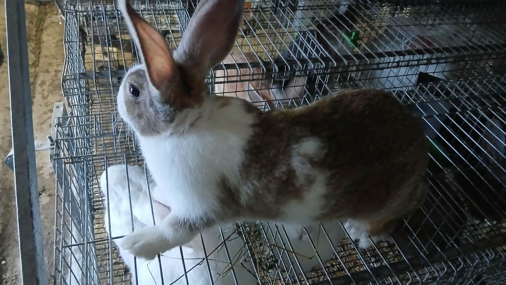 Mascul Hycol francez