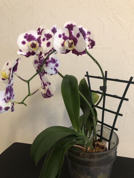 Продам орхидеи домашние