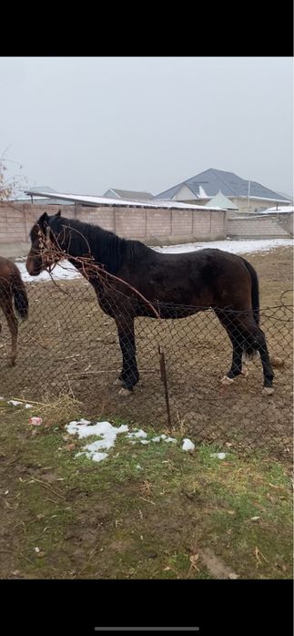 Полукровка айгыр