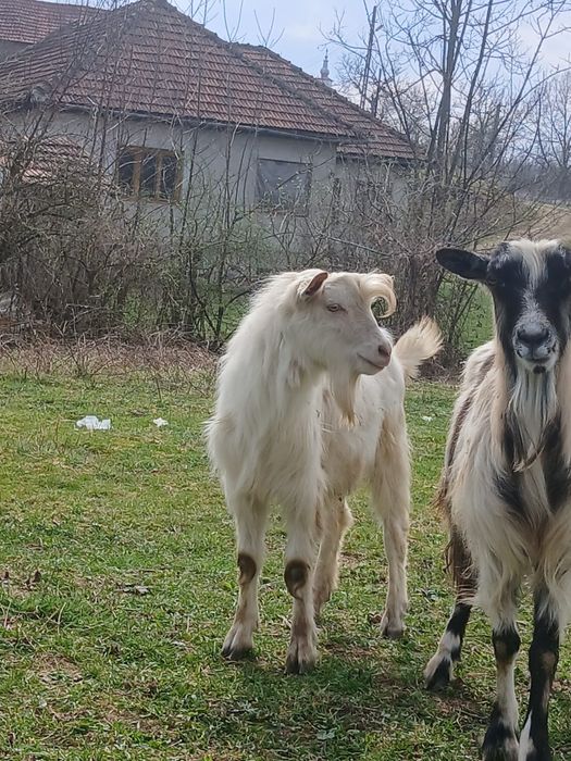 Vând sau schimb cu o vacă