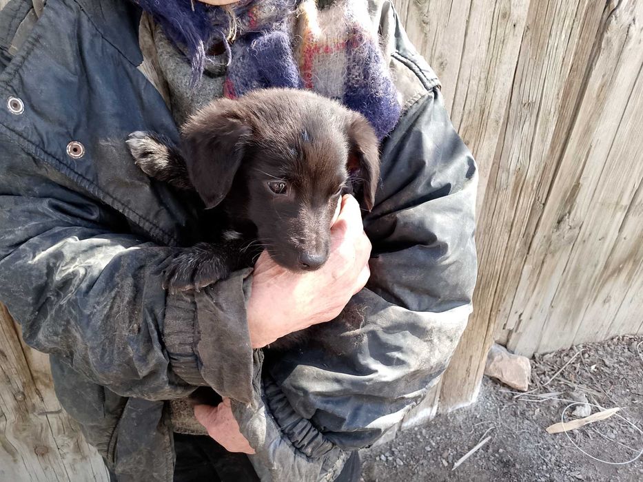 Щенки бесплатно в добрые руки